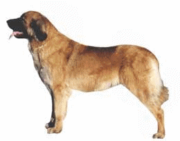 Leonberger dog graphics