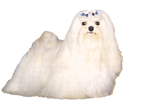 Maltese dog graphics