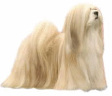 Maltese dog graphics