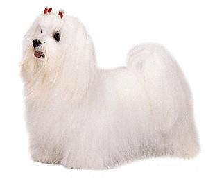 Maltese dog graphics