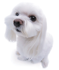 Maltese dog graphics