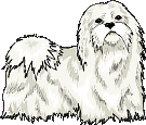 Maltese dog graphics