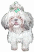 Maltese dog graphics