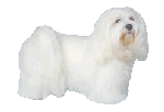 Maltese dog graphics