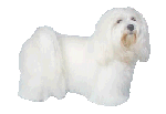 Maltese dog graphics