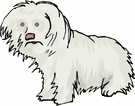 Maltese dog graphics