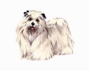 Maltese dog graphics