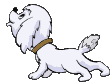 Maltese dog graphics