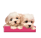 Maltese dog graphics