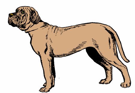 Neapolitan mastiff dog graphics