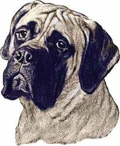 Neapolitan mastiff