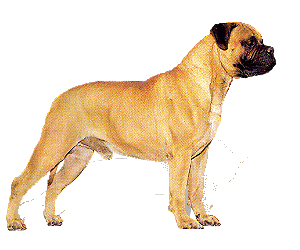 Neapolitan mastiff dog graphics