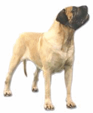 Neapolitan mastiff dog graphics