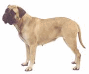 Neapolitan mastiff dog graphics