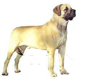 Neapolitan mastiff dog graphics