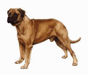 Neapolitan mastiff dog graphics