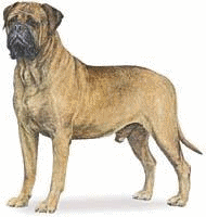 Neapolitan mastiff dog graphics