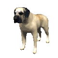 Neapolitan mastiff dog graphics