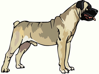 Neapolitan mastiff dog graphics