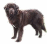 Newfoundland dog graphics