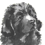 Newfoundland dog graphics