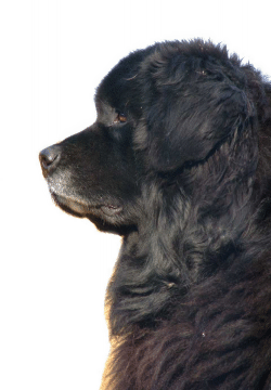 Newfoundland dog graphics