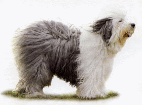 Old english sheepdog