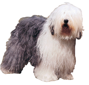 Old english sheepdog dog graphics