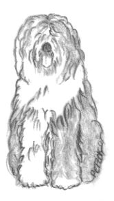 Old english sheepdog dog graphics