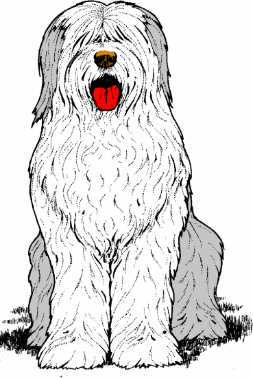 Old english sheepdog