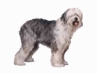Old english sheepdog dog graphics