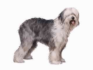 Old english sheepdog