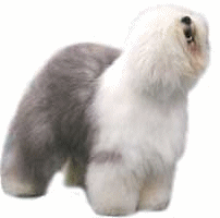 Old english sheepdog dog graphics