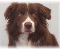 Other dog graphics