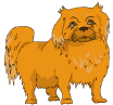 Pekingese dog graphics