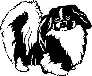 Pekingese