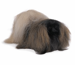 Pekingese