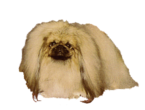 Pekingese dog graphics