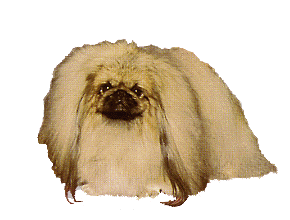 Pekingese