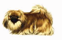 Pekingese dog graphics