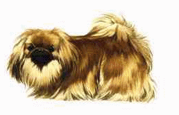 Pekingese