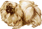 Pekingese