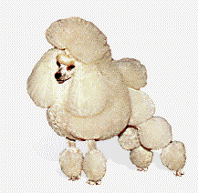 Poodle dog graphics