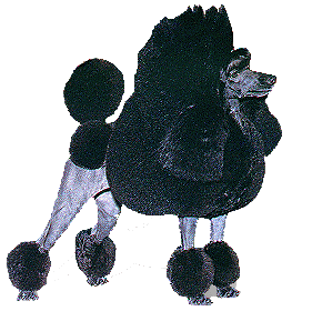 Poodle dog graphics
