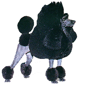 Poodle dog graphics