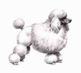 Poodle dog graphics