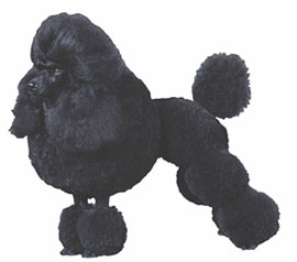 Poodle