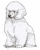 Poodle dog graphics