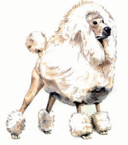 Poodle dog graphics