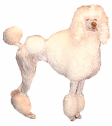 Poodle dog graphics